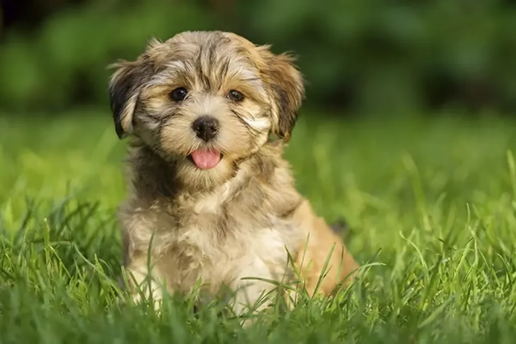 Havanese-puppy-the-perfect-buddy